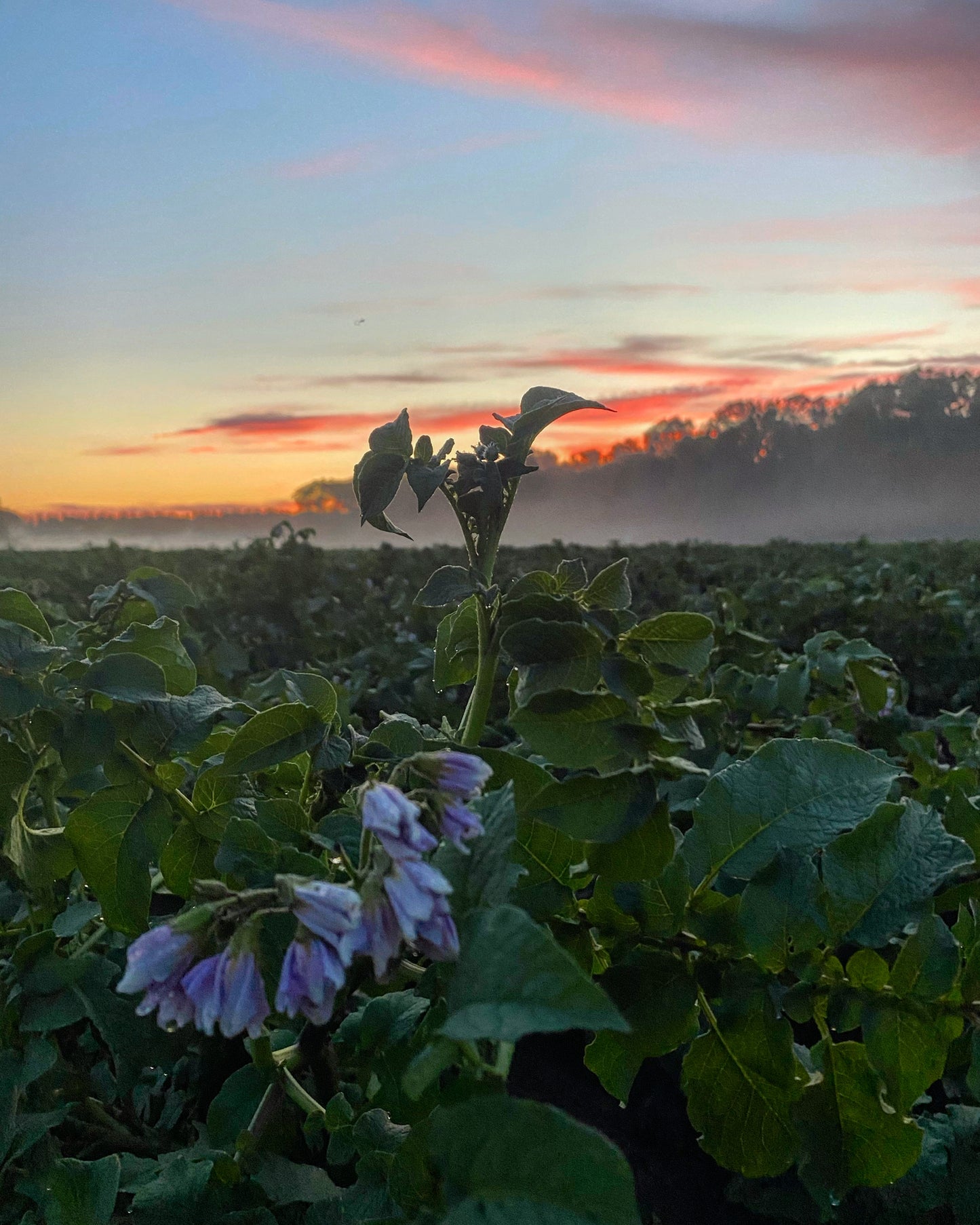 organic potato field, potato plant at flowering stage