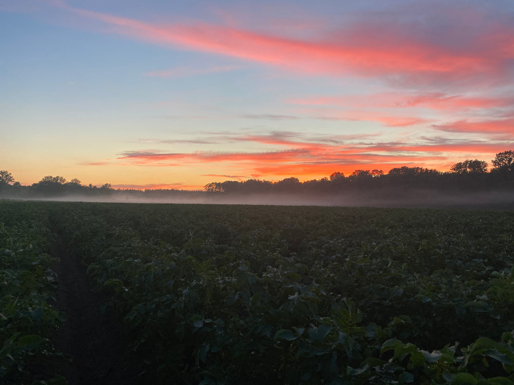 potato field at sunset in blue mounds, wisconsin